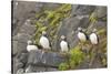 Atlantic Puffin Perched on a Cliff, Spitsbergen, Svalbard, Norway-Steve Kazlowski-Stretched Canvas