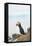 Atlantic Puffin Perched on a Cliff, Spitsbergen, Svalbard, Norway-Steve Kazlowski-Framed Stretched Canvas