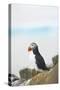 Atlantic Puffin Perched on a Cliff, Spitsbergen, Svalbard, Norway-Steve Kazlowski-Stretched Canvas