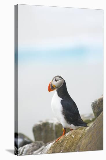 Atlantic Puffin Perched on a Cliff, Spitsbergen, Svalbard, Norway-Steve Kazlowski-Stretched Canvas