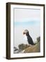 Atlantic Puffin Perched on a Cliff, Spitsbergen, Svalbard, Norway-Steve Kazlowski-Framed Photographic Print