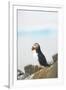 Atlantic Puffin Perched on a Cliff, Spitsbergen, Svalbard, Norway-Steve Kazlowski-Framed Photographic Print