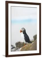 Atlantic Puffin Perched on a Cliff, Spitsbergen, Svalbard, Norway-Steve Kazlowski-Framed Photographic Print