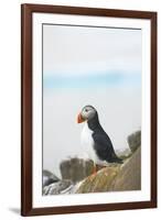 Atlantic Puffin Perched on a Cliff, Spitsbergen, Svalbard, Norway-Steve Kazlowski-Framed Photographic Print