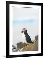 Atlantic Puffin Perched on a Cliff, Spitsbergen, Svalbard, Norway-Steve Kazlowski-Framed Photographic Print