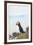 Atlantic Puffin Perched on a Cliff, Spitsbergen, Svalbard, Norway-Steve Kazlowski-Framed Premium Photographic Print