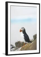 Atlantic Puffin Perched on a Cliff, Spitsbergen, Svalbard, Norway-Steve Kazlowski-Framed Premium Photographic Print