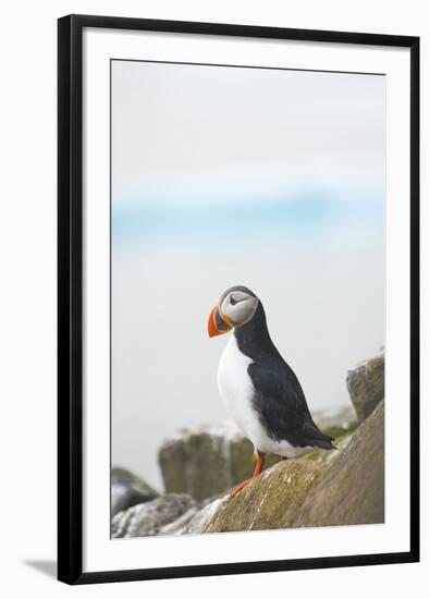 Atlantic Puffin Perched on a Cliff, Spitsbergen, Svalbard, Norway-Steve Kazlowski-Framed Premium Photographic Print