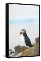 Atlantic Puffin Perched on a Cliff, Spitsbergen, Svalbard, Norway-Steve Kazlowski-Framed Stretched Canvas