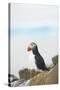 Atlantic Puffin Perched on a Cliff, Spitsbergen, Svalbard, Norway-Steve Kazlowski-Stretched Canvas