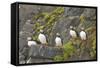 Atlantic Puffin Perched on a Cliff, Spitsbergen, Svalbard, Norway-Steve Kazlowski-Framed Stretched Canvas