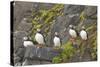 Atlantic Puffin Perched on a Cliff, Spitsbergen, Svalbard, Norway-Steve Kazlowski-Stretched Canvas