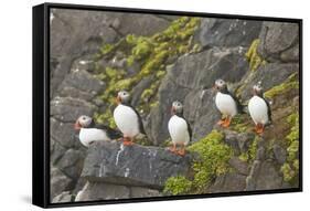 Atlantic Puffin Perched on a Cliff, Spitsbergen, Svalbard, Norway-Steve Kazlowski-Framed Stretched Canvas