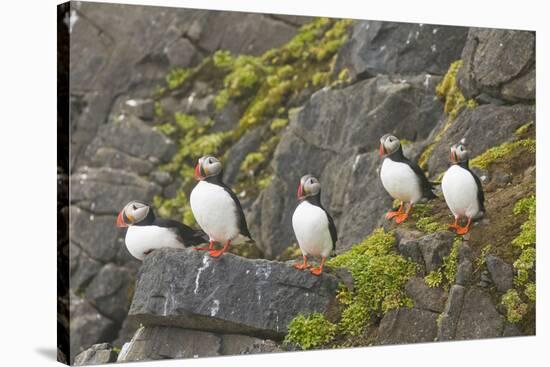 Atlantic Puffin Perched on a Cliff, Spitsbergen, Svalbard, Norway-Steve Kazlowski-Stretched Canvas