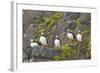 Atlantic Puffin Perched on a Cliff, Spitsbergen, Svalbard, Norway-Steve Kazlowski-Framed Photographic Print