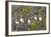 Atlantic Puffin Perched on a Cliff, Spitsbergen, Svalbard, Norway-Steve Kazlowski-Framed Photographic Print