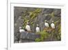 Atlantic Puffin Perched on a Cliff, Spitsbergen, Svalbard, Norway-Steve Kazlowski-Framed Photographic Print