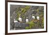 Atlantic Puffin Perched on a Cliff, Spitsbergen, Svalbard, Norway-Steve Kazlowski-Framed Photographic Print