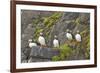 Atlantic Puffin Perched on a Cliff, Spitsbergen, Svalbard, Norway-Steve Kazlowski-Framed Photographic Print