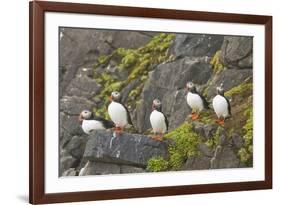 Atlantic Puffin Perched on a Cliff, Spitsbergen, Svalbard, Norway-Steve Kazlowski-Framed Photographic Print