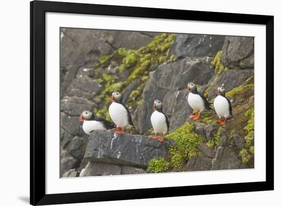 Atlantic Puffin Perched on a Cliff, Spitsbergen, Svalbard, Norway-Steve Kazlowski-Framed Photographic Print