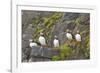 Atlantic Puffin Perched on a Cliff, Spitsbergen, Svalbard, Norway-Steve Kazlowski-Framed Photographic Print