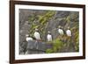 Atlantic Puffin Perched on a Cliff, Spitsbergen, Svalbard, Norway-Steve Kazlowski-Framed Photographic Print