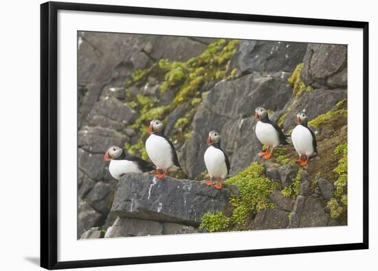 Atlantic Puffin Perched on a Cliff, Spitsbergen, Svalbard, Norway-Steve Kazlowski-Framed Photographic Print