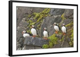 Atlantic Puffin Perched on a Cliff, Spitsbergen, Svalbard, Norway-Steve Kazlowski-Framed Photographic Print