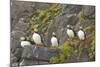 Atlantic Puffin Perched on a Cliff, Spitsbergen, Svalbard, Norway-Steve Kazlowski-Mounted Photographic Print