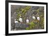 Atlantic Puffin Perched on a Cliff, Spitsbergen, Svalbard, Norway-Steve Kazlowski-Framed Premium Photographic Print