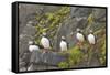 Atlantic Puffin Perched on a Cliff, Spitsbergen, Svalbard, Norway-Steve Kazlowski-Framed Stretched Canvas