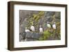 Atlantic Puffin Perched on a Cliff, Spitsbergen, Svalbard, Norway-Steve Kazlowski-Framed Photographic Print