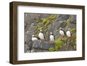 Atlantic Puffin Perched on a Cliff, Spitsbergen, Svalbard, Norway-Steve Kazlowski-Framed Photographic Print