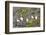 Atlantic Puffin Perched on a Cliff, Spitsbergen, Svalbard, Norway-Steve Kazlowski-Framed Photographic Print