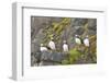 Atlantic Puffin Perched on a Cliff, Spitsbergen, Svalbard, Norway-Steve Kazlowski-Framed Photographic Print