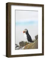 Atlantic Puffin Perched on a Cliff, Spitsbergen, Svalbard, Norway-Steve Kazlowski-Framed Photographic Print