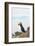 Atlantic Puffin Perched on a Cliff, Spitsbergen, Svalbard, Norway-Steve Kazlowski-Framed Photographic Print