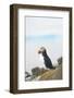 Atlantic Puffin Perched on a Cliff, Spitsbergen, Svalbard, Norway-Steve Kazlowski-Framed Photographic Print