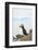 Atlantic Puffin Perched on a Cliff, Spitsbergen, Svalbard, Norway-Steve Kazlowski-Framed Photographic Print