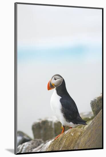 Atlantic Puffin Perched on a Cliff, Spitsbergen, Svalbard, Norway-Steve Kazlowski-Mounted Photographic Print