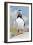 Atlantic puffin portrait, Machias Seal Island, Maine, USA-George Sanker-Framed Photographic Print