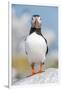 Atlantic puffin portrait, Machias Seal Island, Maine, USA-George Sanker-Framed Photographic Print