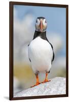 Atlantic puffin portrait, Machias Seal Island, Maine, USA-George Sanker-Framed Photographic Print