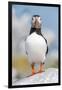 Atlantic puffin portrait, Machias Seal Island, Maine, USA-George Sanker-Framed Photographic Print