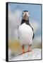 Atlantic puffin portrait, Machias Seal Island, Maine, USA-George Sanker-Framed Stretched Canvas