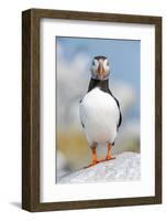 Atlantic puffin portrait, Machias Seal Island, Maine, USA-George Sanker-Framed Photographic Print