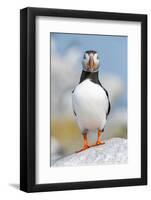 Atlantic puffin portrait, Machias Seal Island, Maine, USA-George Sanker-Framed Photographic Print