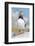 Atlantic puffin portrait, Machias Seal Island, Maine, USA-George Sanker-Framed Photographic Print