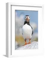 Atlantic puffin portrait, Machias Seal Island, Maine, USA-George Sanker-Framed Photographic Print